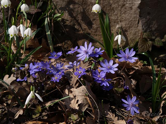 Hepatica transsilvanica1.JPG